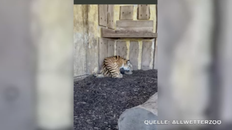 Tigerbaby nach Geburt gestorben (Foto: SAT.1 NRW)