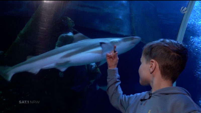 7-Jähriger findet Zahn von Urzeit-Hai (Foto: SAT.1 NRW)