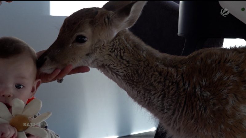 Hirschkalb wohnt bei Familie (Foto: SAT.1 NRW)