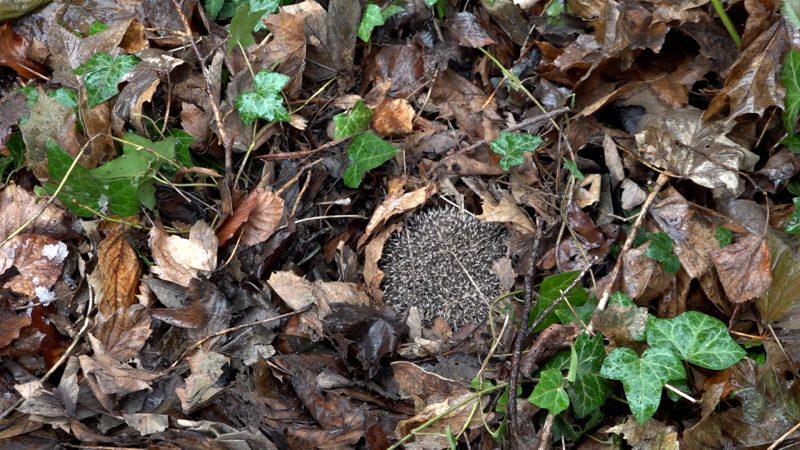 Igel werden vor Parkrodung gerettet (Foto: SAT.1 NRW)