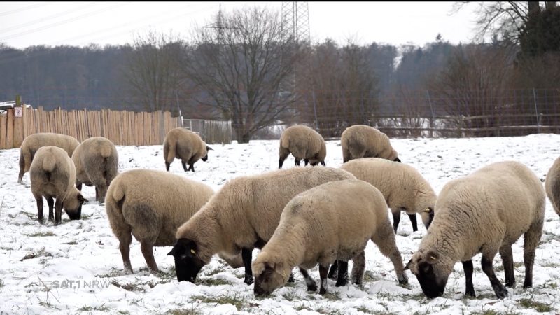 Diskussion um zweiten Nationalpark (Foto: SAT.1 NRW)