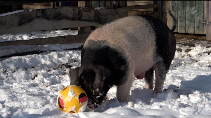 Tierisches Handball-Orakel (Foto: SAT.1 NRW)