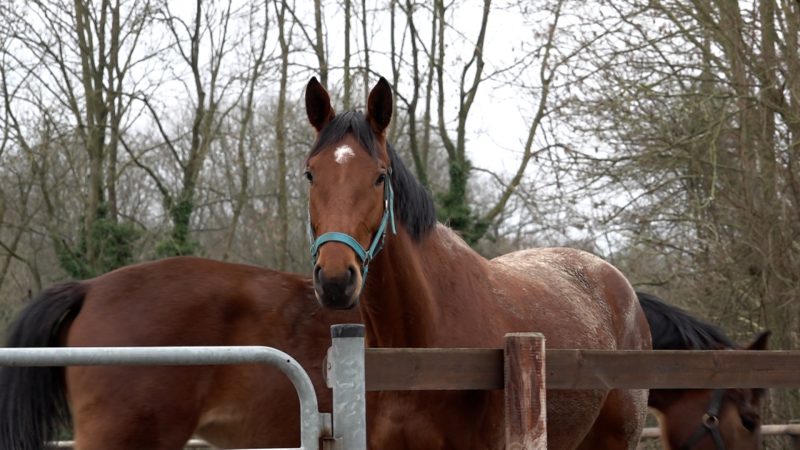 Pferd in Hamm mit Messer angegriffen (Foto: SAT.1 NRW)