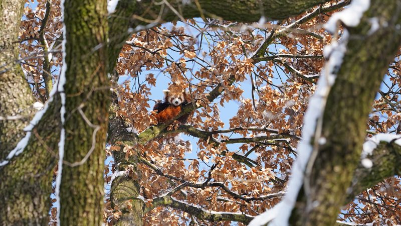 Roter Panda aus Kölner Zoo ausgebüxt (Foto: SAT.1 NRW)