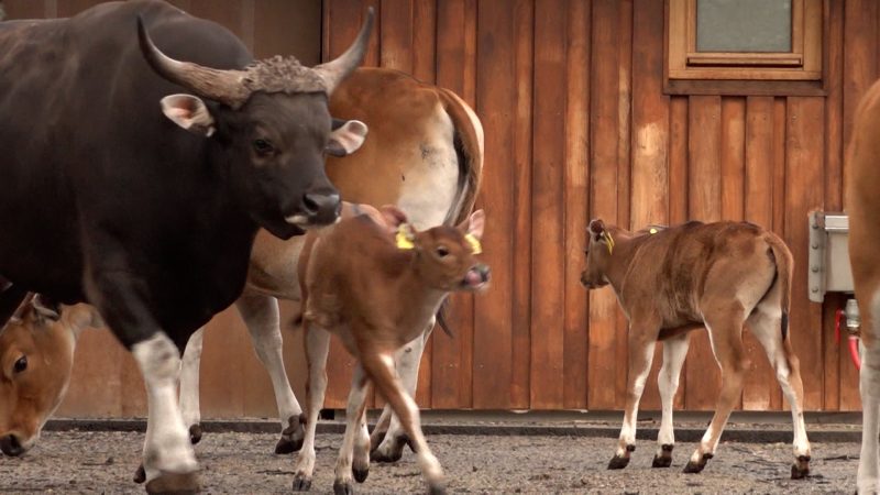 Weihnachts-Nachwuchs im Kölner Zoo (Foto: SAT.1 NRW)