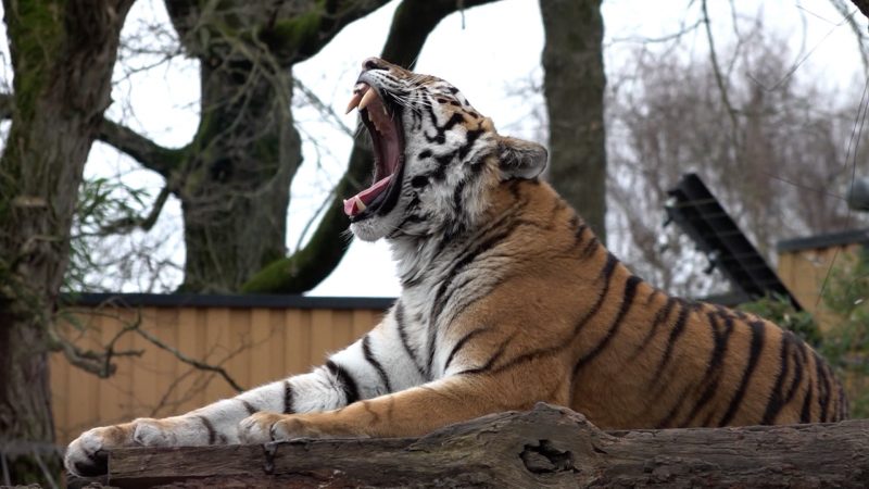 Trauer in NRW Zoos: Tiger- und Löwenbabys gestorben (Foto: SAT.1 NRW)