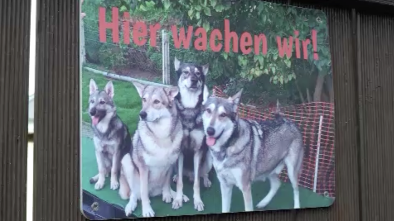 Wohnungsbrand: Pärchen verliert ihre geliebten Hunde (Foto: SAT.1 NRW)