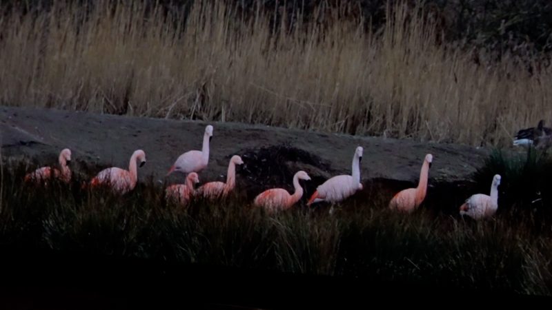 Flamingos läuten den Frühling ein (Foto: SAT.1 NRW)