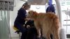 Therapiehund hilft Angstpatienten beim Zahnarztbesuch (Foto: SAT.1 NRW)