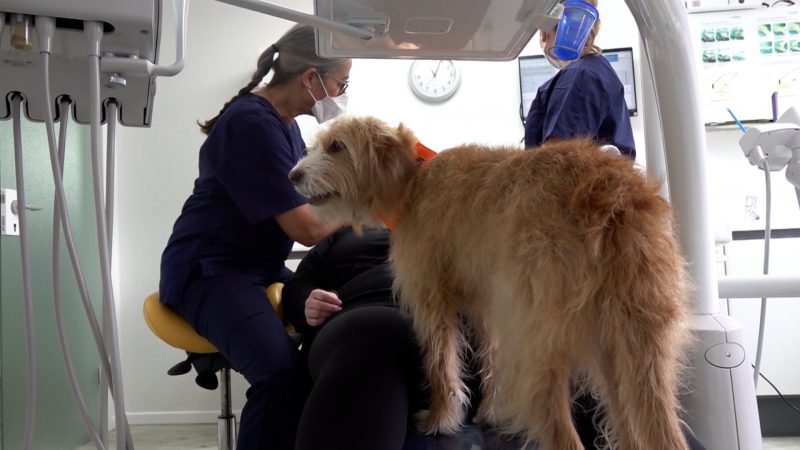 Therapiehund hilft Angstpatienten beim Zahnarztbesuch (Foto: SAT.1 NRW)