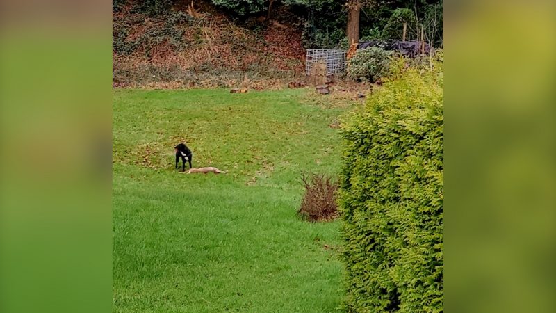 Hund reißt Reh im Garten (Foto: SAT.1 NRW)