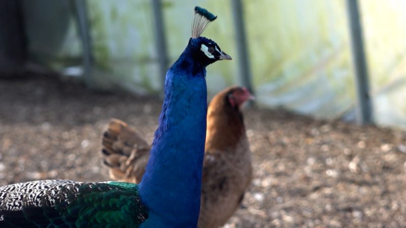 Streit um Pfauen in Bottrop (Foto: SAT.1 NRW)