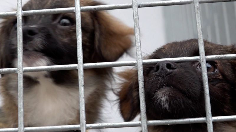 Tierheimhunde bald steuerfrei? (Foto: SAT.1 NRW)