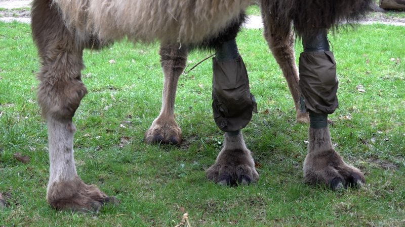 Trampeltier trägt Hose (Foto: SAT.1 NRW)