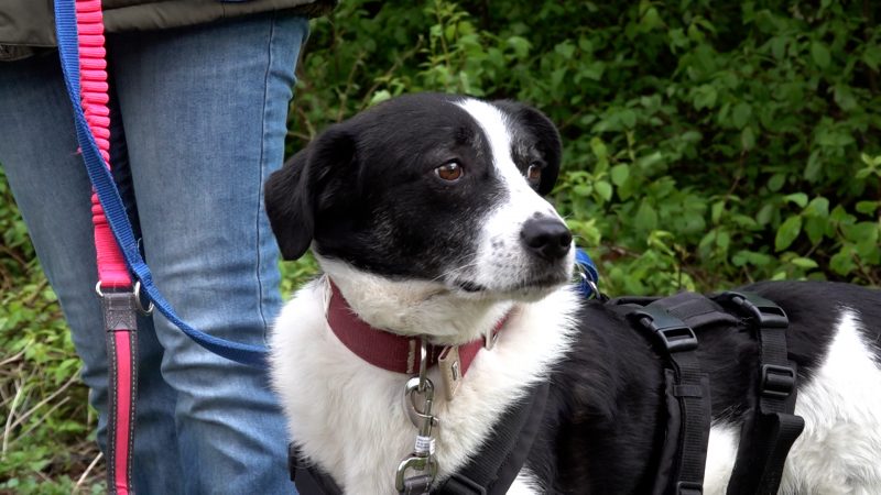 Hund Eric nach zwei Jahren wieder da (Foto: SAT.1 NRW)