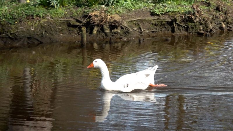 Achtung Gänserich (Foto: SAT.1 NRW)