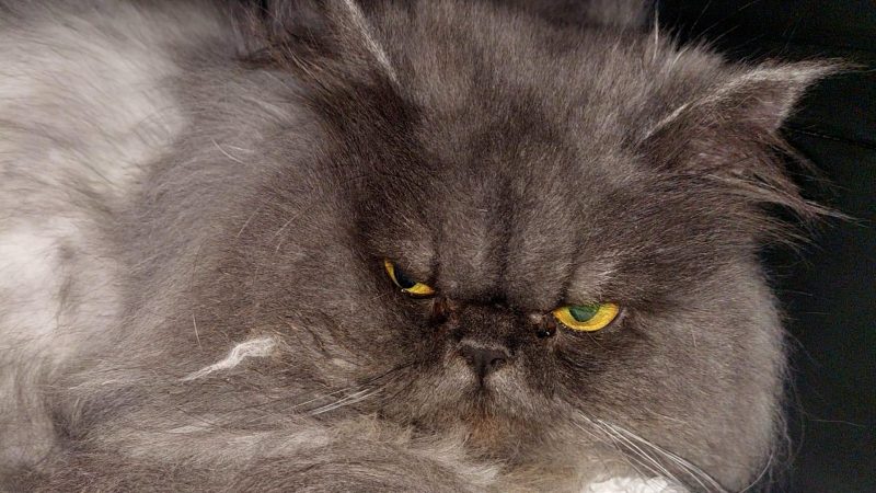 Grumpy Cat in NRW? (Foto: SAT.1 NRW)