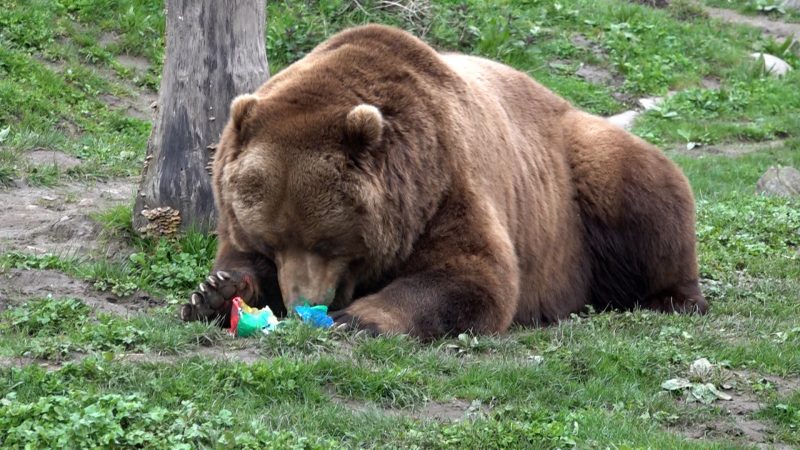 Ostereier für Braunbären, Schweinsaffen und co. (Foto: SAT.1 NRW)