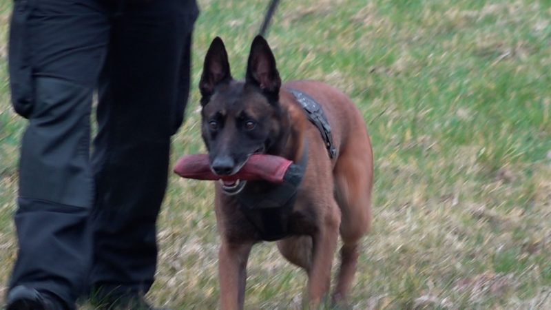 Polizeihunde schlagen Diebe in die Flucht (Foto: SAT.1 NRW)