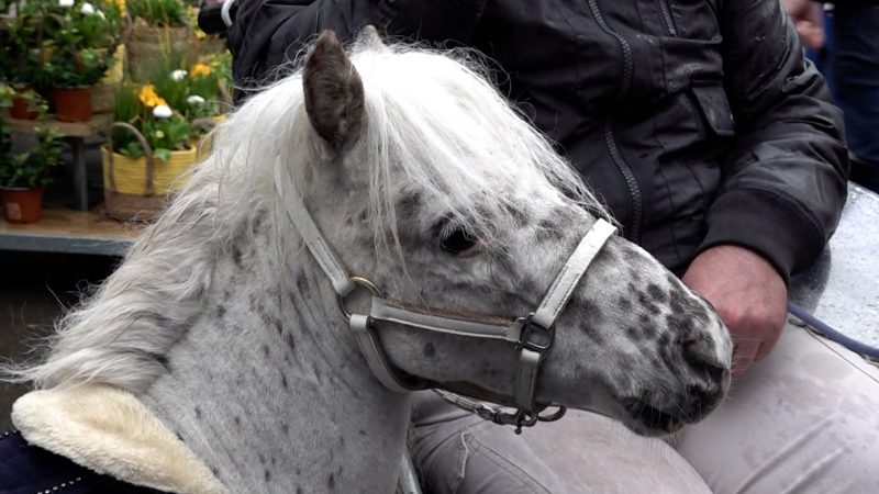 Rollstuhlfahrer und Pony spazieren zusammen (Foto: SAT.1 NRW)