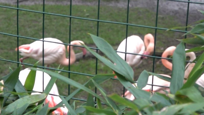 Unbekannte randalieren in Tierpark (Foto: SAT.1 NRW)