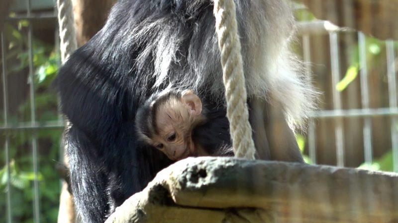 Babyglück im Kölner Bartaffen-Gehege (Foto: SAT.1 NRW)