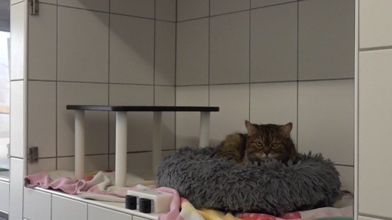 Schweres Schicksal: Katze Butter lebte neben ihrem toten Besitzer (Foto: SAT.1 NRW)