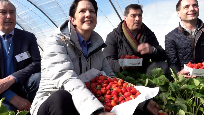 Gorißen eröffnet Erdbeersaison (Foto: SAT.1 NRW)