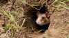 Feldhamster werden ausgewildert (Foto: SAT.1 NRW)