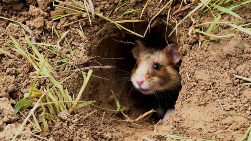 Feldhamster werden ausgewildert  (Foto: SAT.1 NRW)