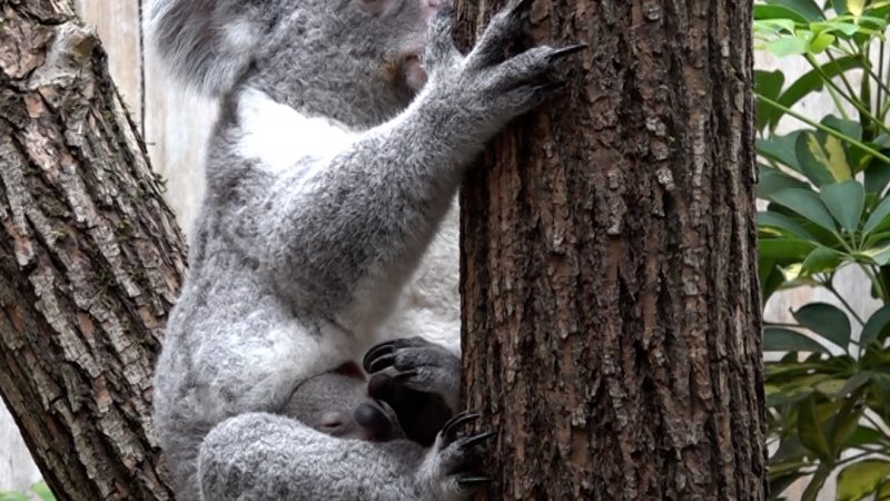 Süße Überraschung: Koala-Baby im Beutel der Mama entdeckt (Foto: SAT.1 NRW)
