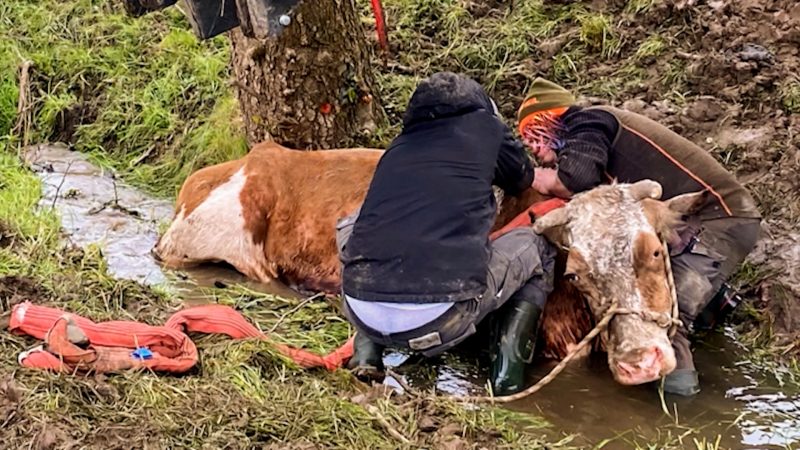 Kuh aus Schlamm gerettet (Foto: SAT.1 NRW)