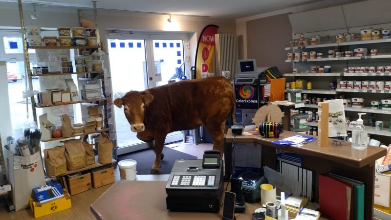 Ausgebüchst: Kuh im Malerladen (Foto: SAT.1 NRW)