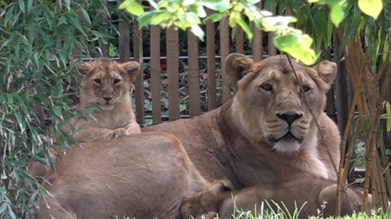 Löwennachwuchs traut sich raus (Foto: SAT.1 NRW)