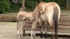 Seltenes Pferd im Kölner Zoo geboren (Foto: SAT.1 NRW)