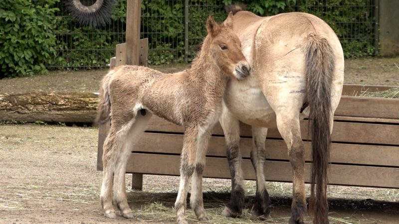 Seltenes Pferd im Kölner Zoo geboren (Foto: SAT.1 NRW)