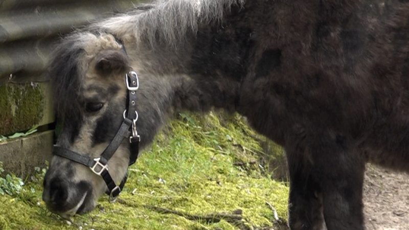 Ältestes Pony der Welt feiert Geburtstag (Foto: SAT.1 NRW)