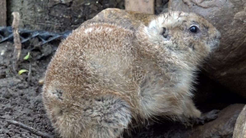 Wilder Westen im Tierpark Kleve (Foto: SAT.1 NRW)