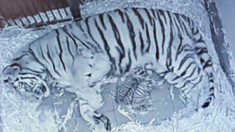 Tigerbaby im Kölner Zoo (Foto: SAT.1 NRW)