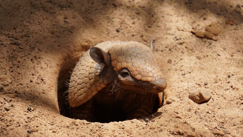 Gürteltier im Kölner Zoo (Foto: SAT.1 NRW)