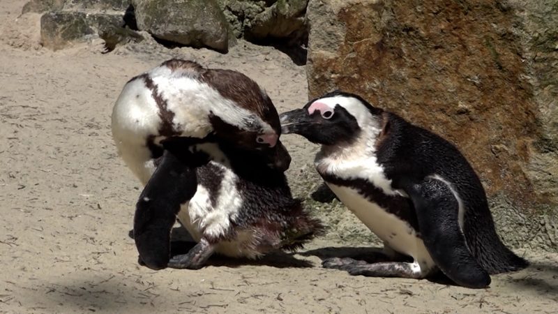 50 Jahre Allwetterzoo (Foto: SAT.1 NRW)