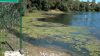 Gefürchtete Wasserpest in Ruhrseen (Foto: SAT.1 NRW)