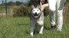 Huskydame Katinka sucht Zuhause (Foto: SAT.1 NRW)
