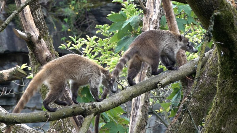 Kölner Zoo hat eigenes Sticker-Album  (Foto: SAT.1 NRW)