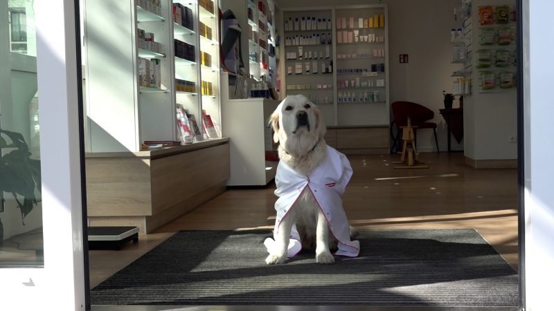Apothekenhund Paula (Foto: SAT.1 NRW)