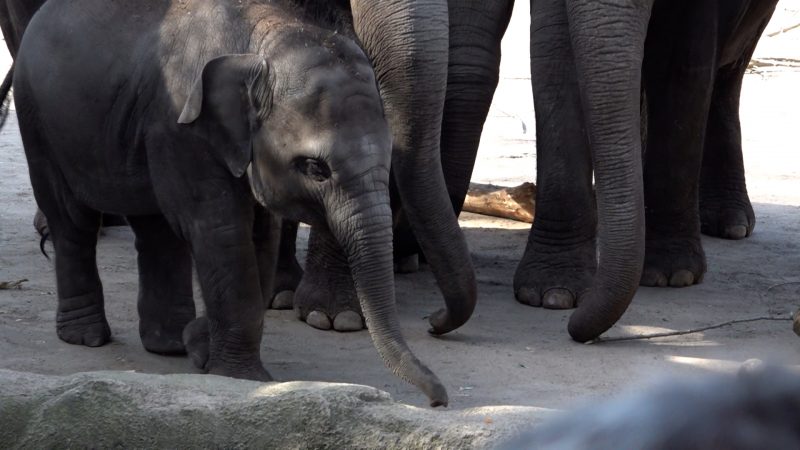 Neuer Elefantenpate für den Kölner Zoo (Foto: SAT.1 NRW)