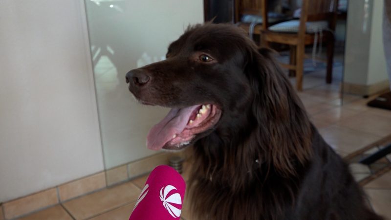 Rundfunkgebühren für einen Hund? (Foto: SAT.1 NRW)