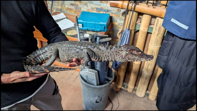 Krokodil-Schreck an der A43 (Foto: SAT.1 NRW)