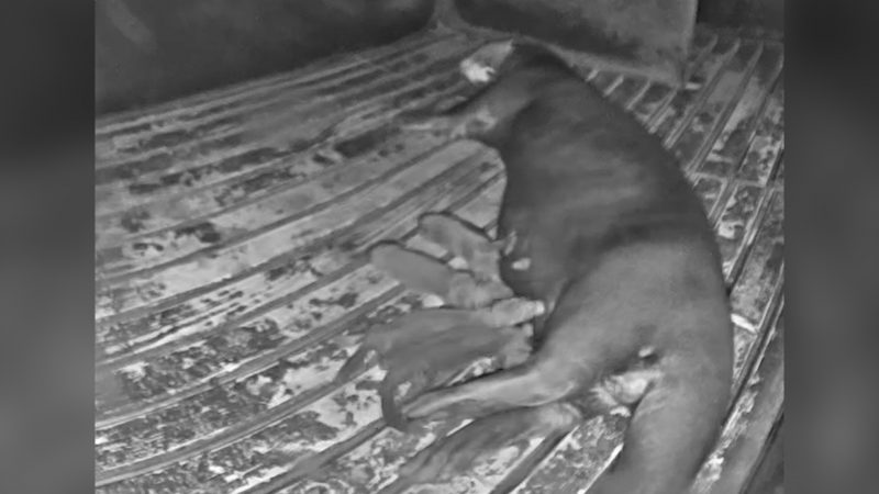 Vierfacher Otter-Nachwuchs in Münster (Foto: SAT.1 NRW)