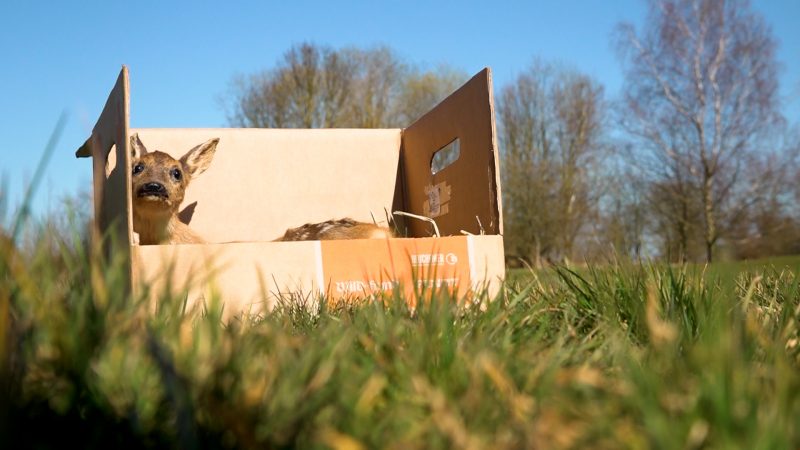 So werden Rehkitze vor dem Mähtod gerettet (Foto: SAT.1 NRW)